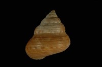 藏品(腰帶鐘螺)的圖片